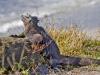 Marine Iguana