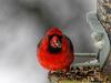 Cardinal