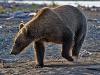 Grizzly Bear