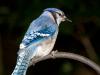 Blue Jay