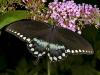 Spicebush Swallowtail