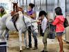 Horse and Rider