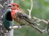 House Finch