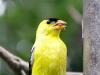 Eastern Goldfinch