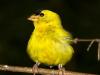 Eastern Goldfinch