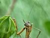 Praying Mantis