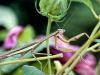 Praying Mantis #2