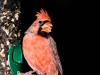 Cardinal