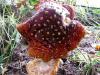 Two Mushrooms