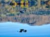 Bird Reflected