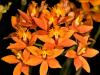 Orchids