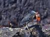 Lava Heron