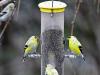 Goldfinch