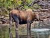Moose