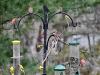 Finches Feeding