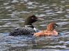 Loon and Chick