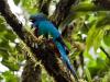 Quetzal