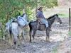 Country Life