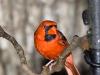 Northern Cardinal