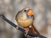 Northern Cardinal