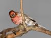 House Finch #1