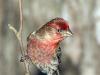House Finch #2