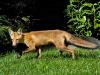 Red Fox