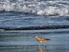 Whimbrel