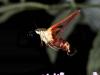 Hummingbird Moth #1