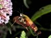 Hummingbird Moth #2