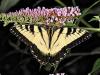 Swallowtail Butterfly