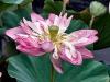 Lotus Flower