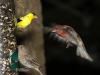 House Finch