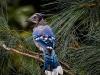 Blue Jay