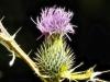 Thistle