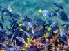 Underwater
