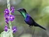 Hummingbird