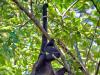 Howler Monkey and Infant