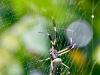 Golden Orb-weaver