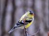 Goldfinch