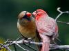 Northern Cardinal