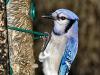 Blue Jay