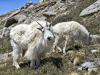 Mountain Goat