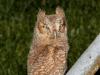 Screech Owl