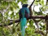 Quetzal