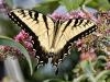 Easter Tiger Swallowtail