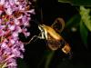 Hummingbird Moth