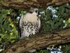 Red-tailed Hawk