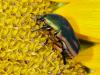 Beetle on a Sunflower