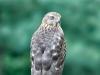 Hawk